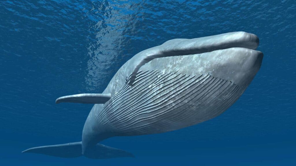 Marine Habitat 1 Blue whale