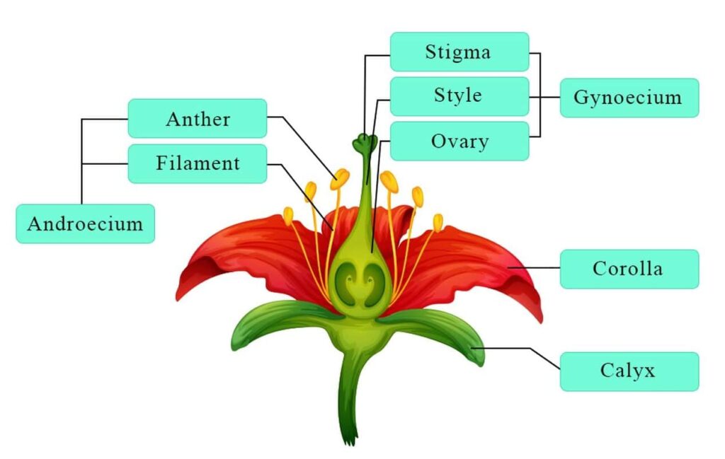 Reproductive System in Flowering Plants 3 flower