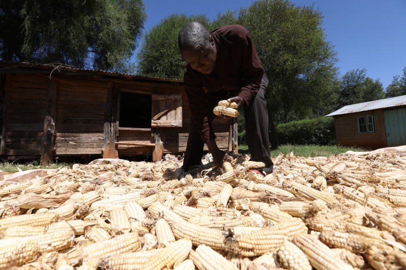 maize drying