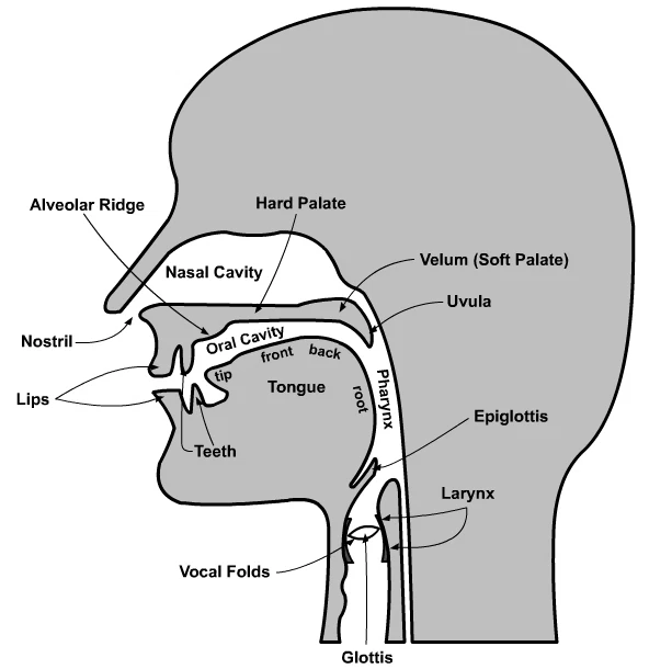 Speech Work: The Organs of Speech 1 Speech Organs Diagram