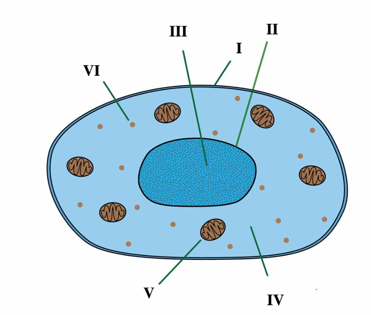 animal cell jsce