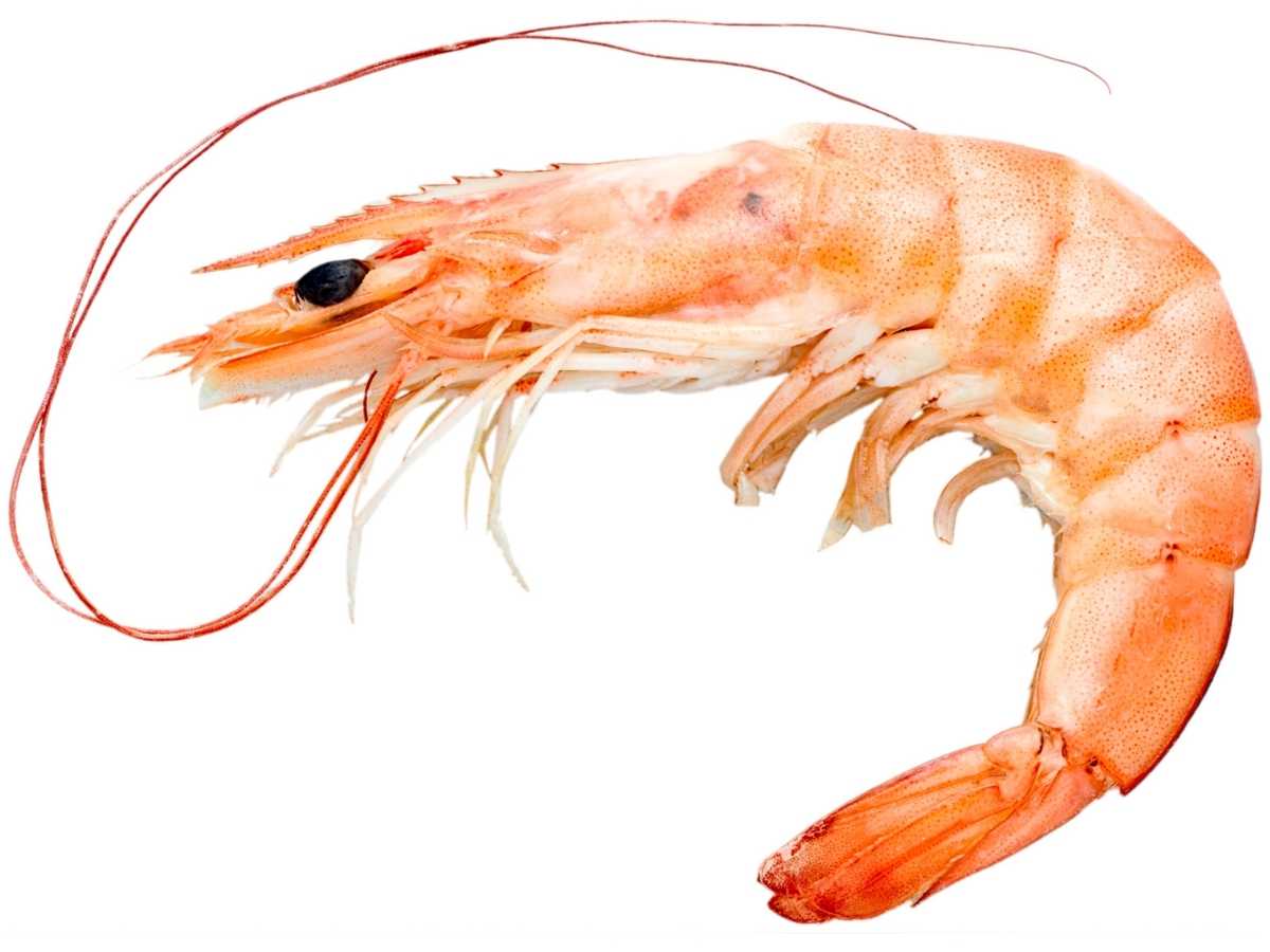 prawn