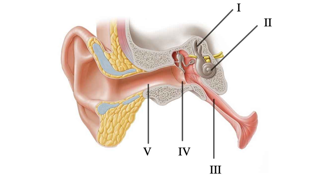 human ear