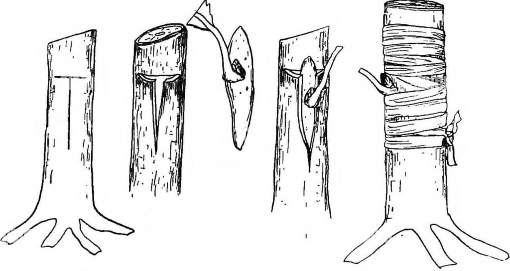Methods Of Propagating Ornamental Plants | Kofa Study