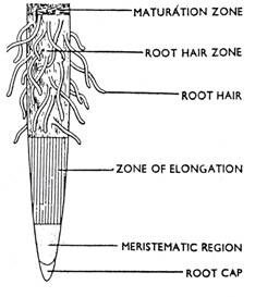 Absorptive Root Root Absorption | Kofa Study