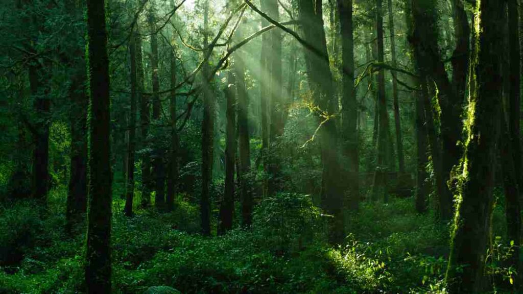 Meaning Of Forest, Forestry And Silviculture | Kofa Study