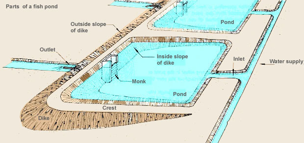 fish pond 1
