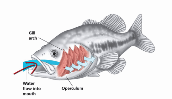 Mechanism Of Respiration In Fishes | Kofa Study