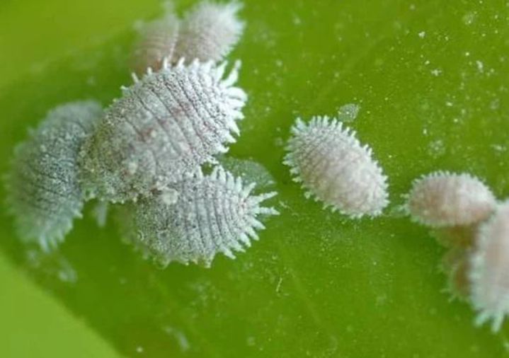 Mnb Insect Classification Of Insect Pests Based On Mouth Parts | Kofa Study