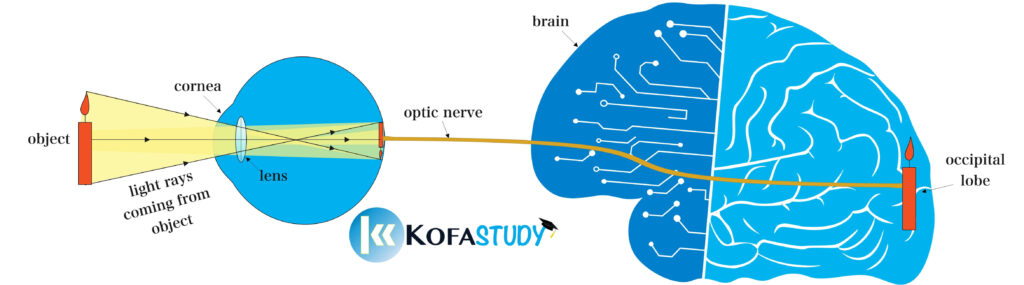 Formation of Images on the Retina 2 how images are formed
