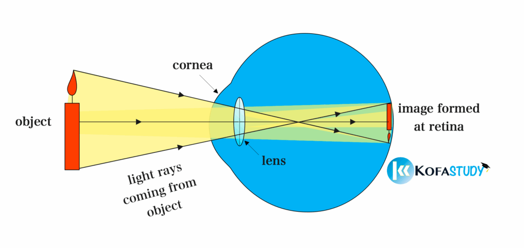 Formation of Images on the Retina 1 how images are formed