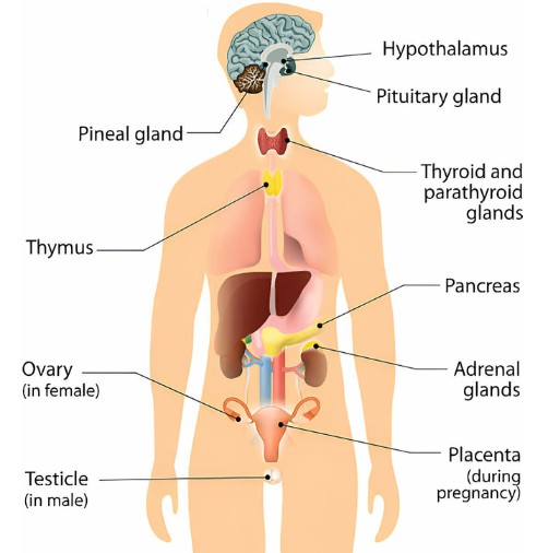 endocrine glands