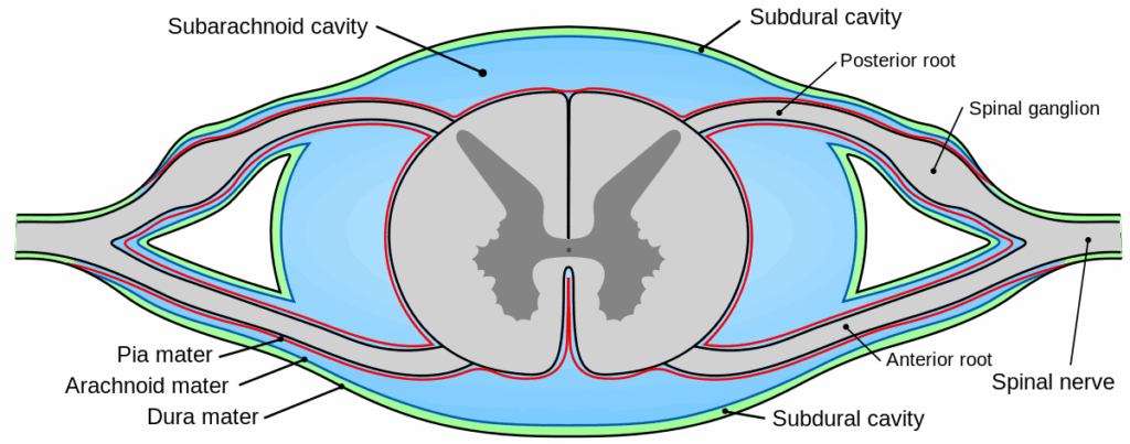Central Nervous System (CNS) 2 pia 2