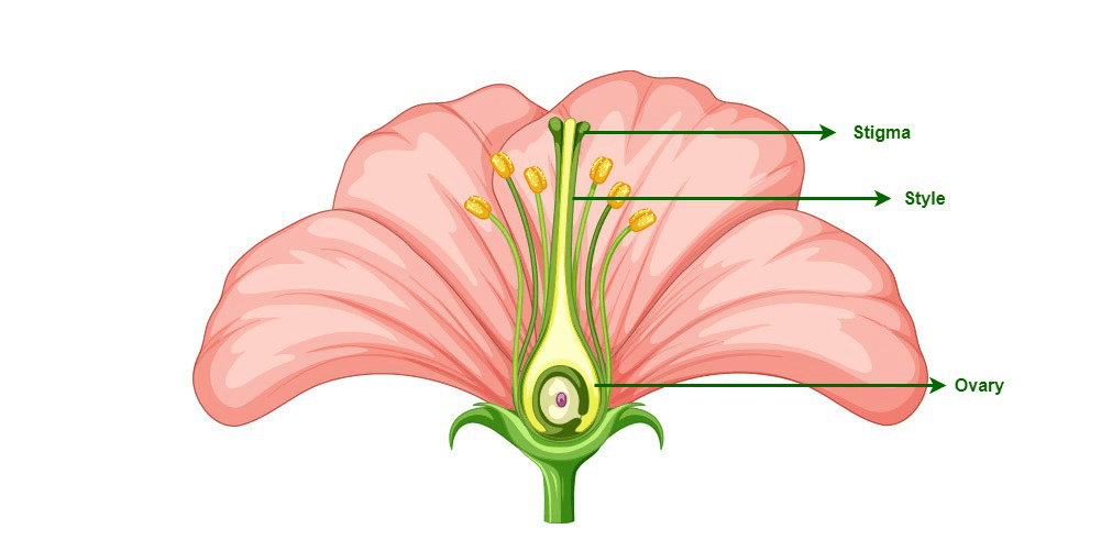 gynoecium