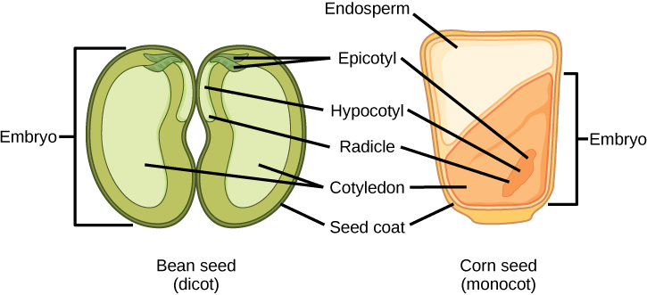 seed