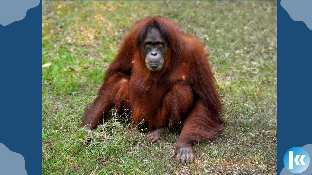 orangutan